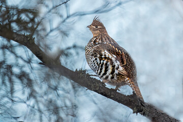 grouse perched in tree branches, 