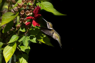 flying hummingbird gathering nectar on red salvia with a black background