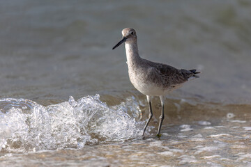 godwit on shore with ocean wave