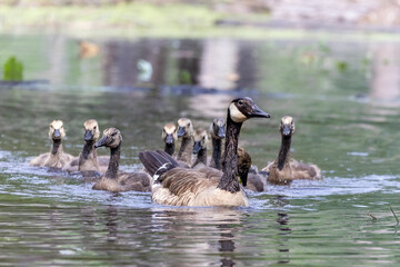 Fototapeta premium adult canada goose with large family swimming 