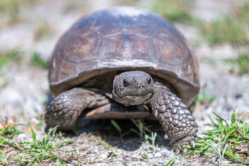 gopher tortoise walking