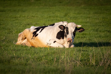 A cow with white fur and black spots lies on the ground on a sunny spring evening. A cow with black and white fur is lying on grass in warm spring sunlight.