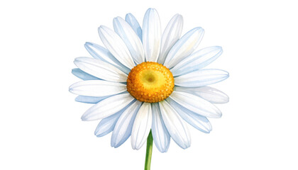 Fototapeta premium Exquisite closeup, pristine white daisy with vibrant yellow center in full bloom