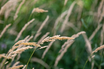 Tall grass blowing in the wind.