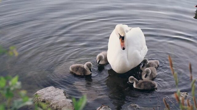 A white swan stands still in shallow lake water while her fluffy cygnets eat and drink around her. A quiet and natural family scene and the beauty of animal life
