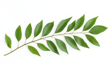 Fresh green leaves on a stem