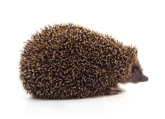 One hedgehog isolated.
