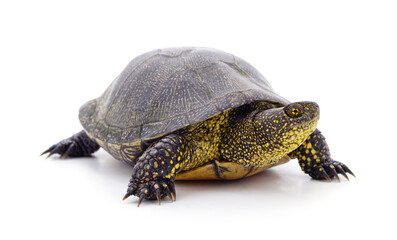 One big turtle.