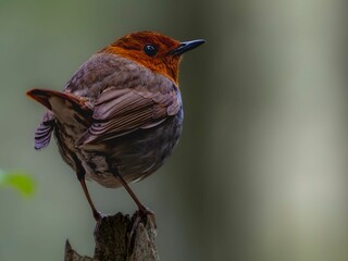 森で周りを見渡しているコマドリの雄