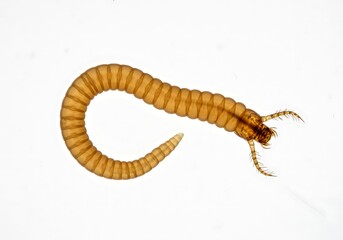 Obraz premium Close up of a midge larva with detailed features on a white background