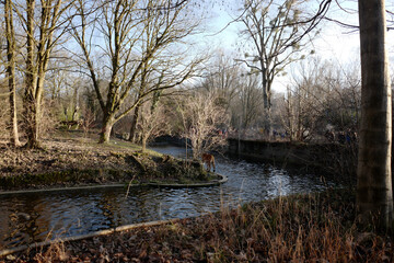 Serene Landscape with River and Trees in Winter Light, Calm Waters Reflect Natural Beauty and Tranquility