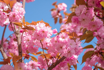 Beautiful cherry blossom trees in full bloom under a bright blue sky during springtime