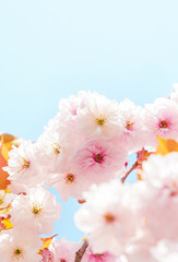 Blossoms of cherry trees bloom under a clear blue sky during springtime in a vibrant park setting