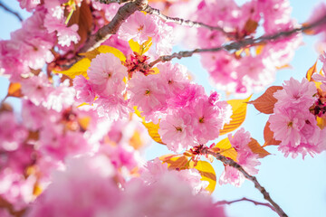 Cherry blossoms bloom vibrantly on a sunny spring day in a park, showcasing nature's beauty and color