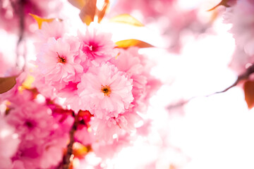 Sakura blossoms bloom in vibrant pink hues during a sunny spring afternoon in a tranquil garden