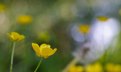 Beautiful close-up of ranunculus acris
