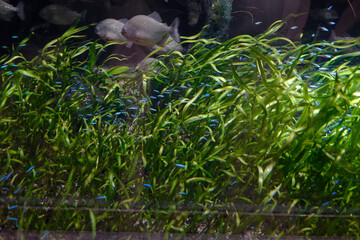 Underwater Scene with Colorful Small Fish Swimming Among Lush Green Aquatic Plants in a Freshwater Aquarium