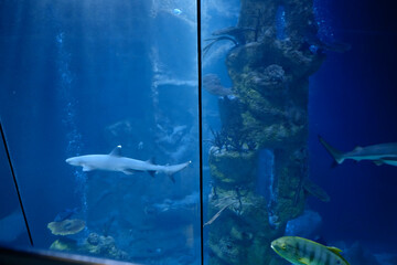 Fototapeta premium Underwater Scene of a Shark Swimming in an Aquarium Surrounded by Various Colorful Fish and Marine Life