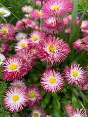 Flowers of Bellis Perennis, also known as Common Daisy, Meadow Daisy or English Daisy. Dark to light pink © Olga