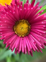 Flowers of Bellis Perennis, also known as the common daisy, meadow daisy or English daisy. Dark to light pink. Close-up © Olga