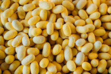 Close-Up of Silkworm Cocoons. The Natural Source of Luxurious Silk.