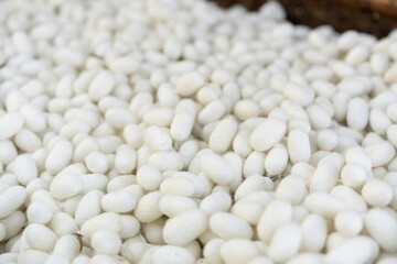 Close-Up of Silkworm Cocoons. The Natural Source of Luxurious Silk.