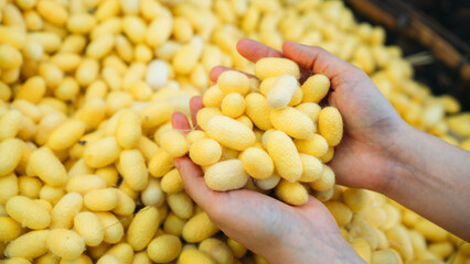 Close-Up View of Hand Touch with Silkworm Cocoons. The Natural Source of Luxurious Silk.