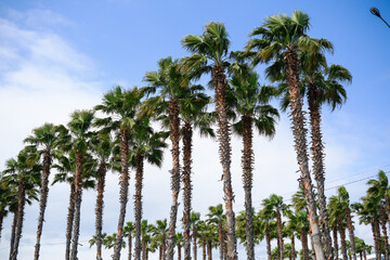 Fototapeta premium Stunningly Beautiful Palm Trees Silhouetted Against a Bright and Vibrant Blue Sky