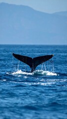 Fototapeta premium Splashing Humpback Whale Tail in Deep Blue Ocean Waters near Distant Mountains