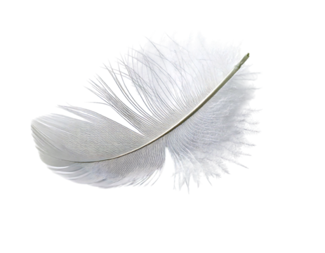 A single, delicate white feather rests on a light gray background, casting a subtle shadow. Its intricate structure and soft texture evoke feelings of lightness, freedom, and tranquility.