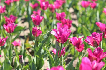 Close-up of pink tulips blooming. Beautiful varietal flowers with selective focus. Floral background. Nature in spring. Tulip field. Tulip blooming season