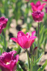 Close-up of pink tulips blooming. Beautiful varietal flowers with selective focus. Floral background. Nature in spring. Tulip field. Tulip blooming season