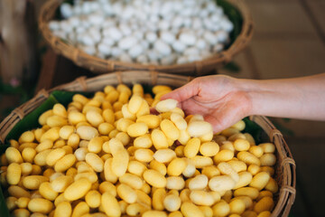 Close-Up View of Hand Touch with Silkworm Cocoons. The Natural Source of Luxurious Silk.