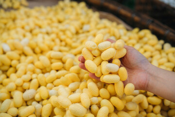 Close-Up View of Hand Touch with Silkworm Cocoons. The Natural Source of Luxurious Silk.