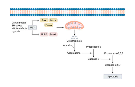 Apoptosis, Programmed cell death, intrinsic pathway. Cell breaks into apoptotic bodies. Vector illustration.	
