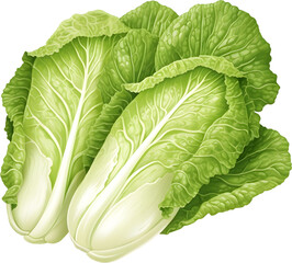 Obraz premium Chinese cabbage clip art