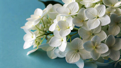Close-up of Delicate White Hydrangea Blossoms on a Blue Background