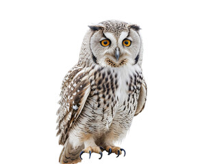 Fototapeta premium Portrait of a great horned owl isolated on white background.