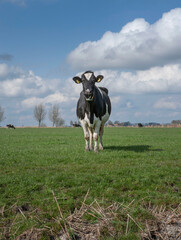 Villages at the countryside of Friesland Netherlands. Rural. Cows in meadow near canal.