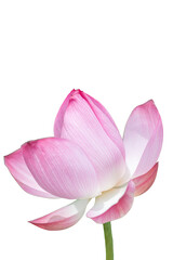 Pink lotus flower isolated on white background