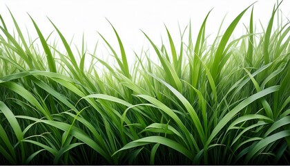 Obraz premium a lush green grass border against transparent background perfect for design projects needing natural touch vibrant blades of grass create fresh and lively atmosphere