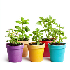 Obraz premium plants, seedlings, potted herbs, indoor plants on white background