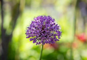 Blütendolde des Riesen-Lauch (Allium giganteum)