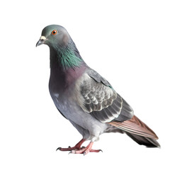 Stunning Rock Pigeon Image HighResolution Photo of a Common Pigeon on Transparent background