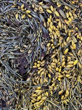 Fresh Knotted wrack seaweed close-up, vivid brown-yellow bubbly fronds