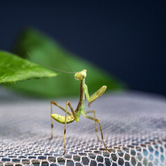A square macrophotograph of a nymph of a tree mantis (Hierodula tenuidentata), who tilts her head back and looks up, folding her forelimbs in a praying pose.
