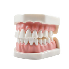 Obraz premium Dental_model-teeth-dentistry-oral_health-anatomy-medical-education-demonstration-isolated-studio