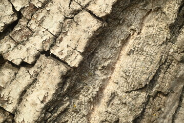Wooden background. bark texture. 