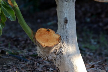 Tree pruning in a city park in Israel.