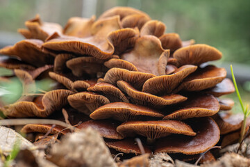 Brown mushrooms with wavy edges.Forest mushrooms growing on trees.
